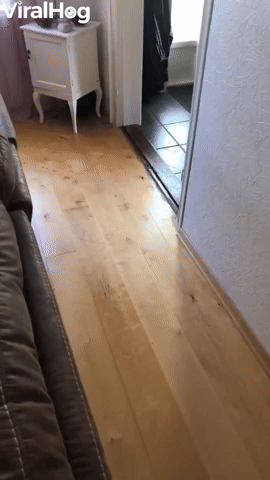 Cat Wildly Bats at Laser Pointer