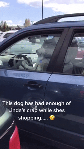 cuteanimalland giphyupload GIF