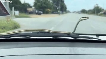 Snake Hitches a Ride on Car 