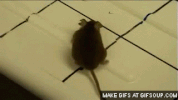 Mouse GIF