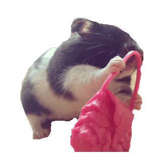 hamsters STICKER by imoji
