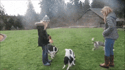 Americas Got Talent Dog GIF