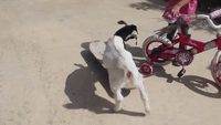 Lily the Goat Tries Out a Skateboard