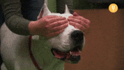 Surprised Dog GIF by CuriosityStream