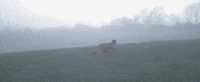 Musician Musicvideo GIF by Lowland Hum