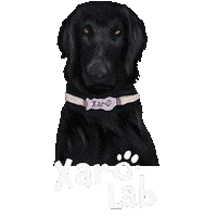 nutripa dog pet nutripa barbora a pavel Sticker