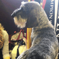 dog show dogs GIF by Westminster Kennel Club