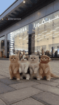 Dance Cat GIF