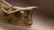 pygmy leaf chameleon GIF by Head Like an Orange