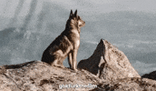 Kurt GIF