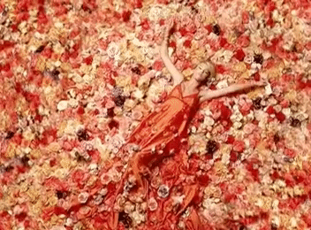 taylor swift GIF