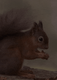 red squirrel GIF by Head Like an Orange