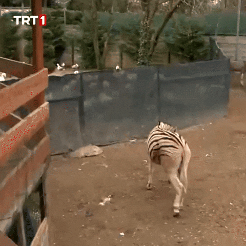 Trip Goodbye GIF by TRT