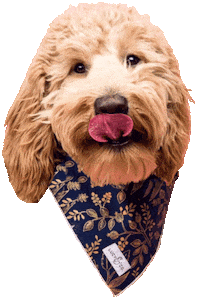 Dog Model Sticker
