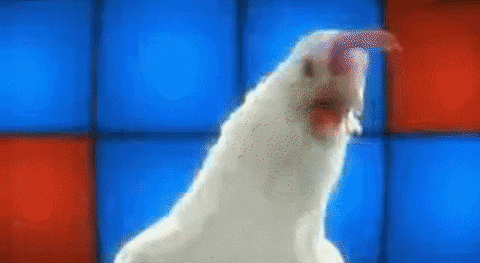 party fowl GIF