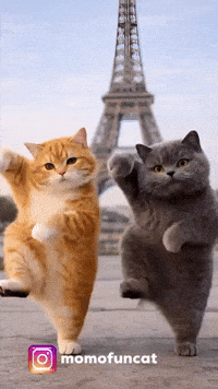 Dancing Cats GIF