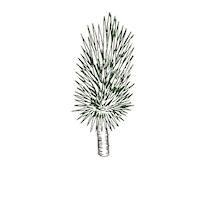 Mezcal Agave Sticker by Santa Sabia Media
