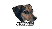 Dog Viralata Sticker by Nutella Furacão