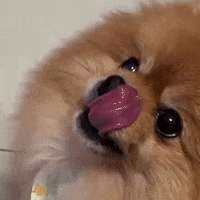 Hungry Dog GIF