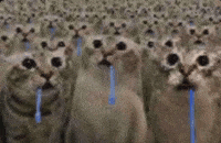 Cat Catching GIF