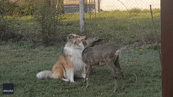 I Love You Furry Much! Dog and Deer Don't Shy Away From Public Display of Affection