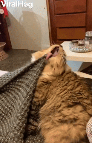 Cats Tongue Repeatedly Caught On Blankets GIF by ViralHog