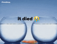 Gold Fish GIF