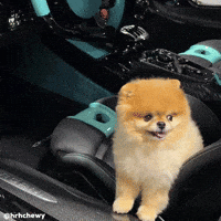 Pomeranian Happy Dog GIF