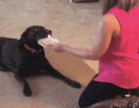 pancakes bills GIF