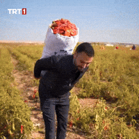 Work Farmer GIF by TRT