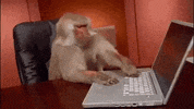 Wifi Office Monkey GIF