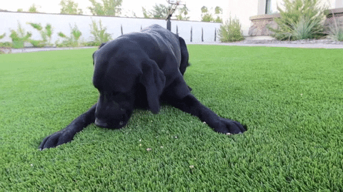 FatPuppy giphygifmaker GIF