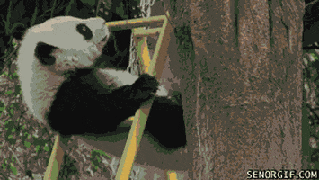 Pandas Ladders GIF