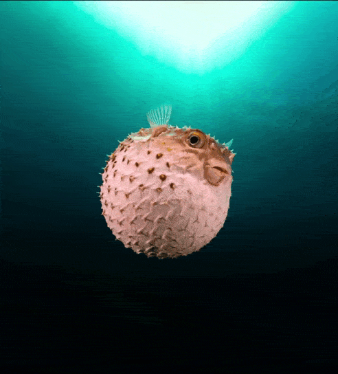 mangelsgf giphyupload pezglobo palmaaquarium GIF
