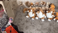 Little Girl in Lockdown Recreates Art Class With Stuffed-Cat Students
