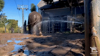 Elephant Enjoys Mud Bath on Sunny Day at Australian Zoo