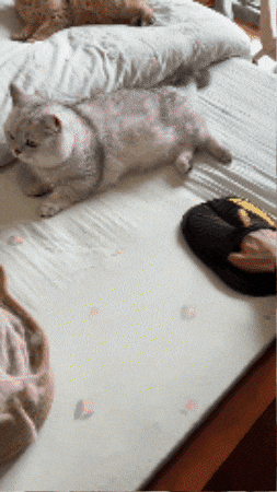 juangarciae44c9492ce6840ef9bd6e385dd7a3e88 giphygifmaker GIF