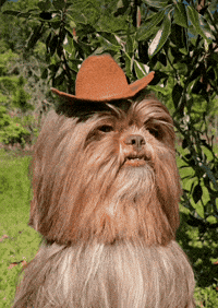 Looking Star Wars GIF by the innernette