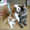 Cat Playing GIF
