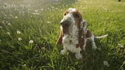 Pbs Nature Dog GIF by PBS Digital Studios