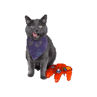 Video Games Cat Sticker by Geekster Pets