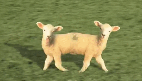 sheep baa GIF