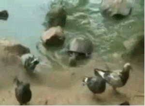 bird turtle GIF