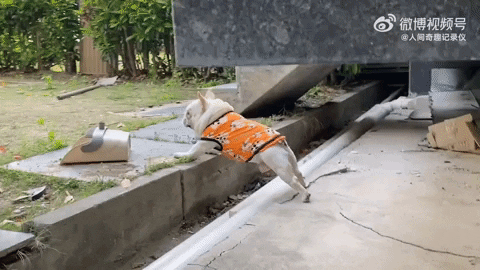 cuteanimalland giphyupload GIF