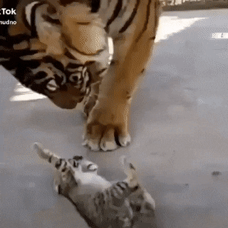 cuteanimalland giphyupload GIF