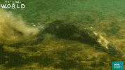 otter GIF by BBC Earth
