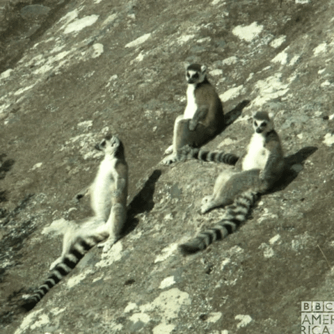 Wildlife Madagascar GIF by BBC America