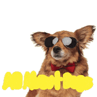 Dog Sticker by allaboutdogsshow