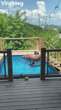 Young Bear Enjoys Cool Pool in the Afternoon