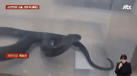 c742c96ae50b453ca3fb75a1c5021c8c giphyupload GIF